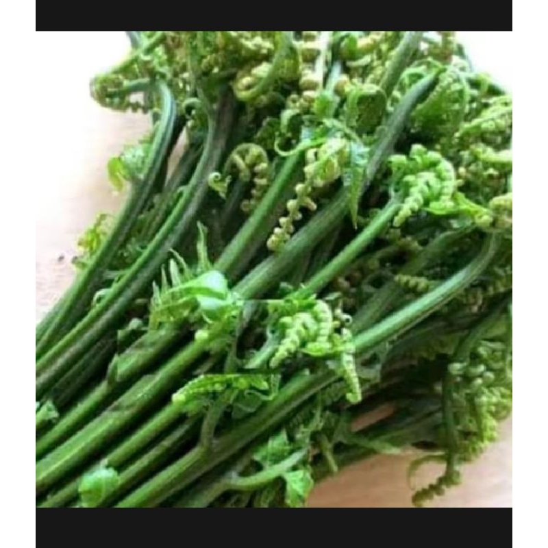 

pakis Sayur segar fresh langsung petik per 500 gram