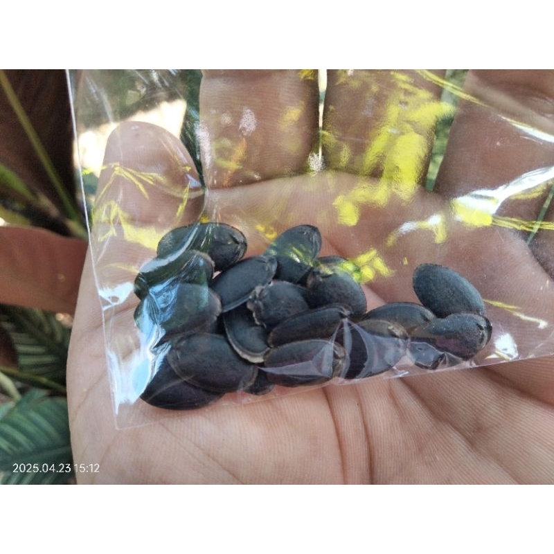 Bibit Blustru 20 Biji