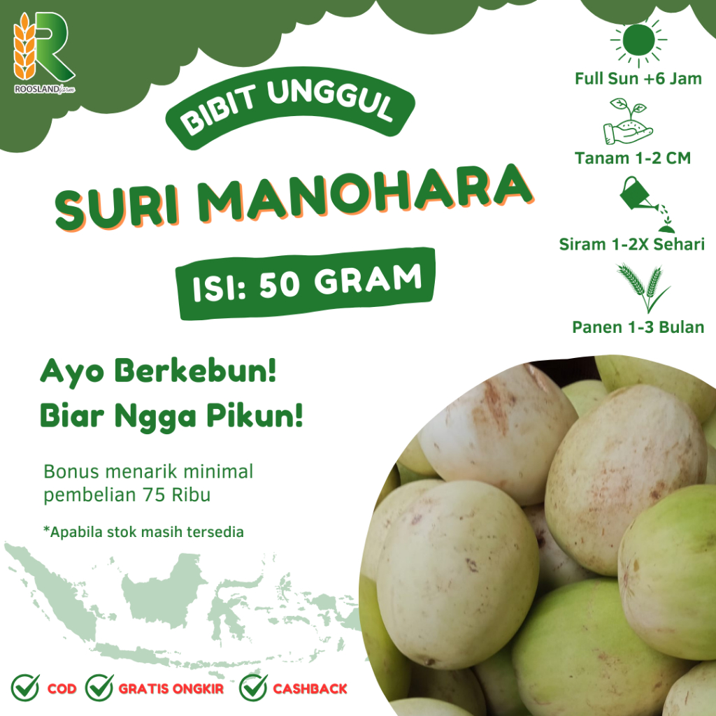 (50 GRAM) BENIH BIJI TIMUN SURI MANOHARA KUALITAS PREMIUM