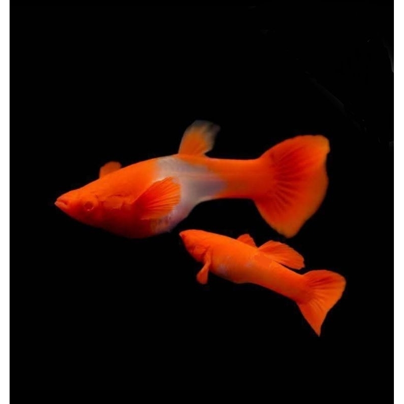 Gratis Ongkir free packing Albino Koi Red Ear Gen King Koi Induk Top grade(kualitas)Betina isi kondi