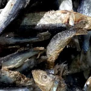 

ikan asin japu 250g