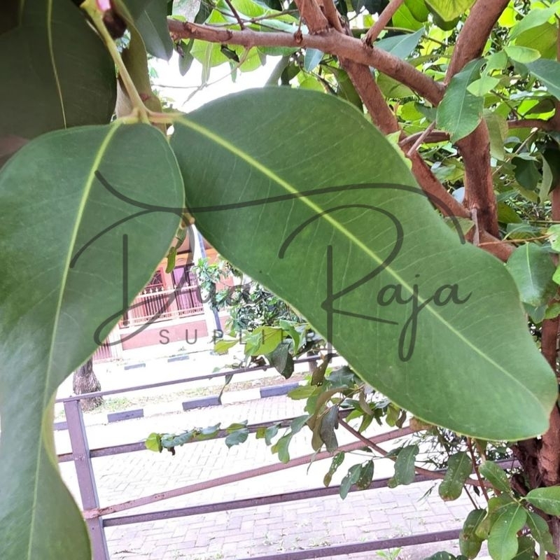 

Daun Jamblang Segar 50 Lembar