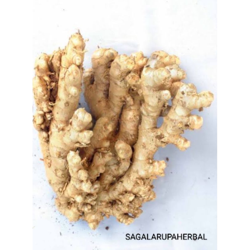 

New Promo Lempuyang Lampuyang segar herbal 500gr COD SRH