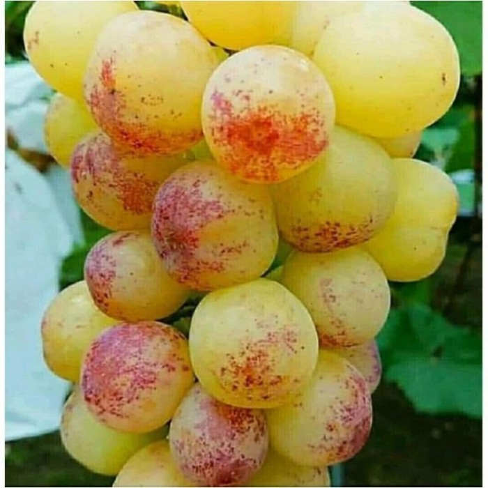 bibit anggur tamaki,bibit anggur import tamaki grafting