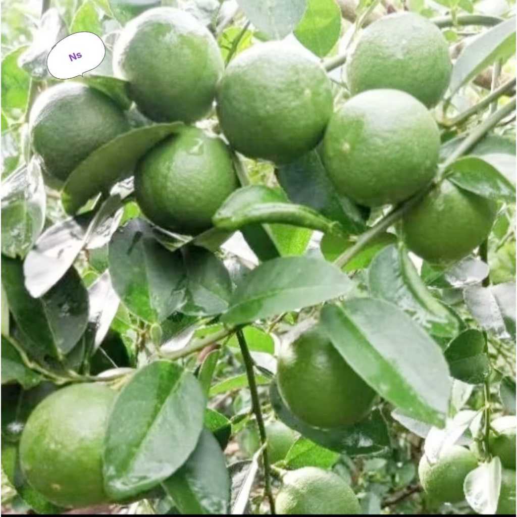 

MURAH Jeruk Nipis Fres Langsung Petik Perkebunan 1 kg