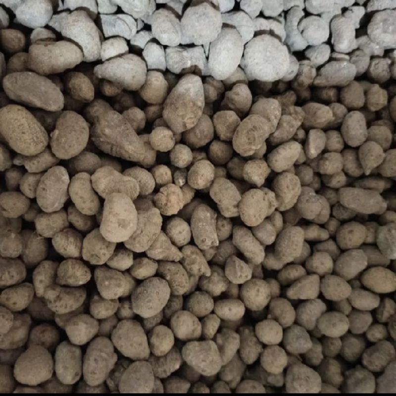 

biji katak porang 1 kg