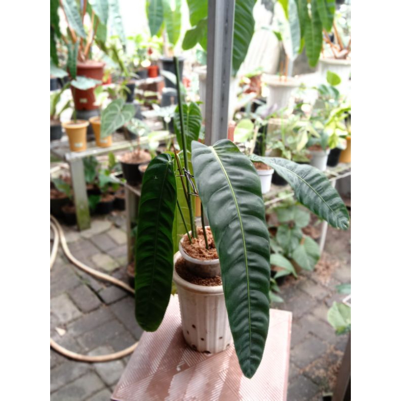 PHILODENDRON PATRICIAE NARROW