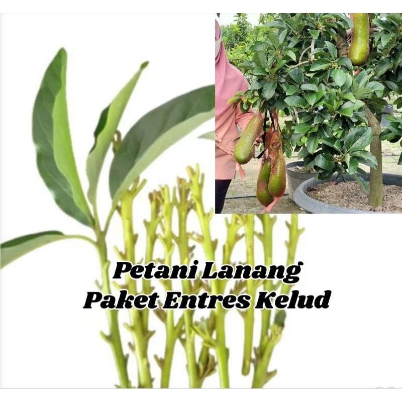 Paket 15 Entres Alpukat Kelud Asli Valid 100%