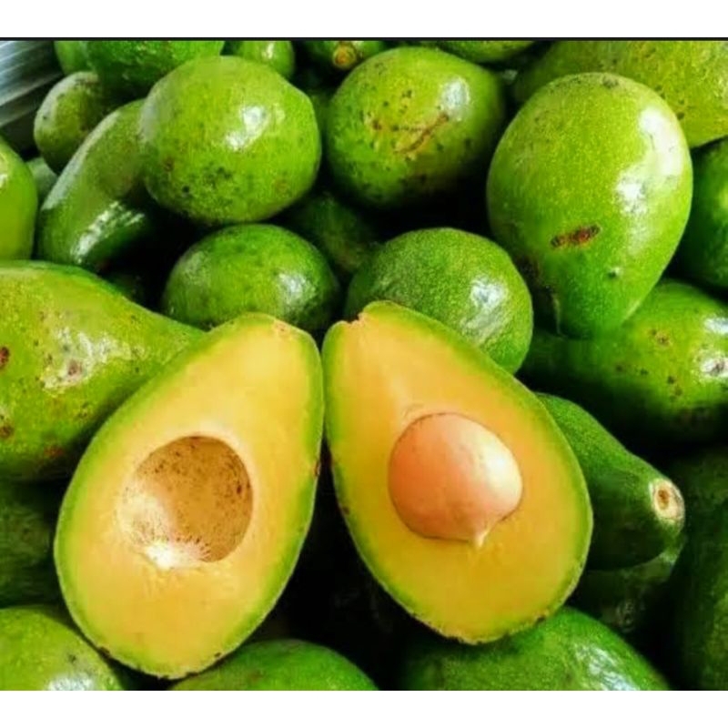 

Alpukat Mentega Super Berkualitas Fresh segar siap kirim