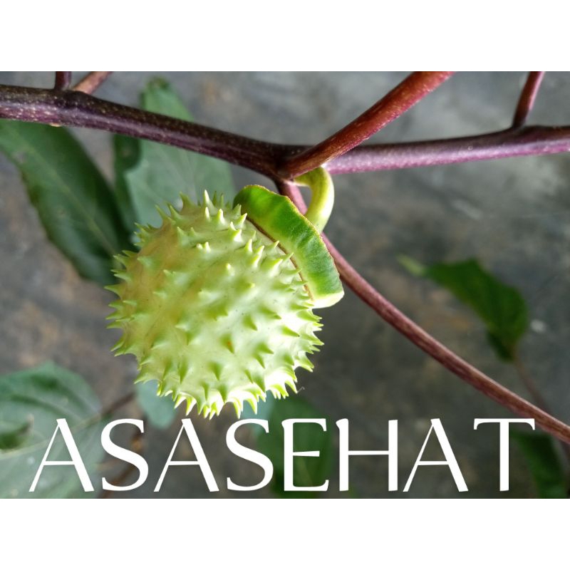 

SATU BUAH KECUBUNG SEGAR