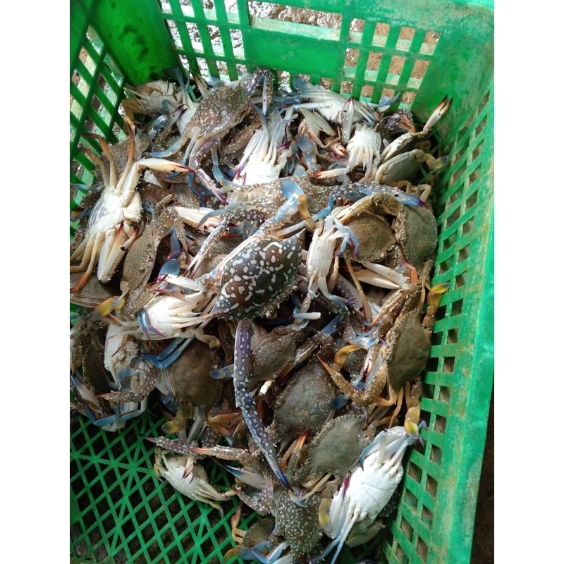 

Rajungan hidup kepiting rajungan hidup isi 5-7 ekor/kg