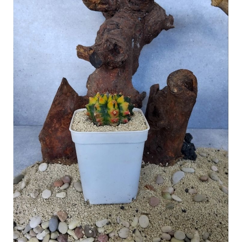 Gymno Miha Hybrid Variegata