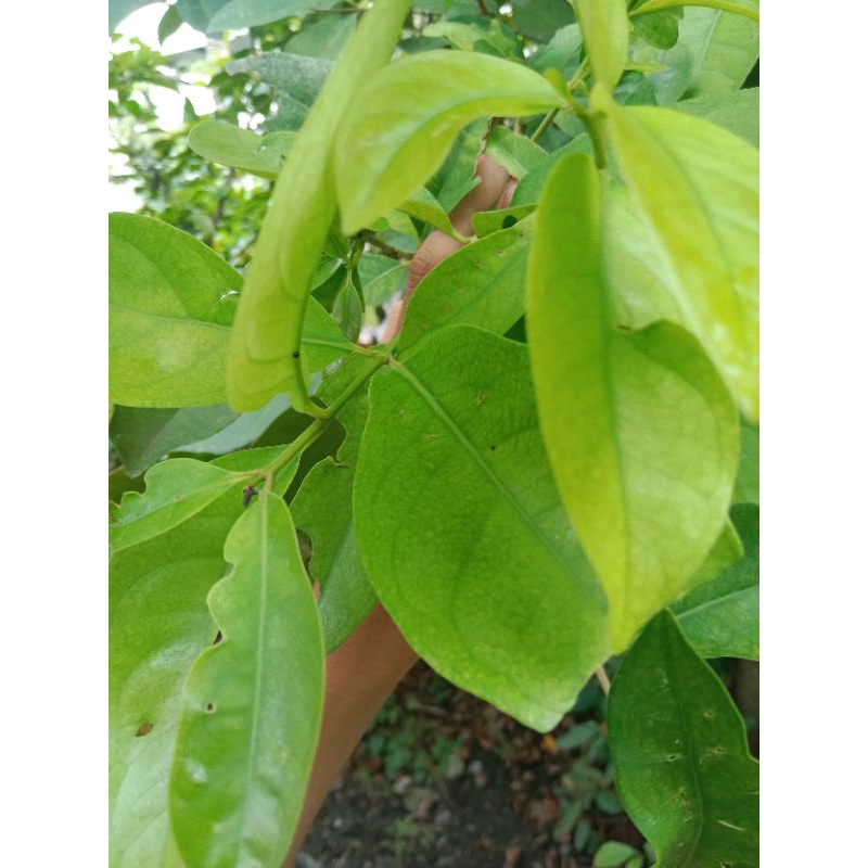 

DAUN SALAM