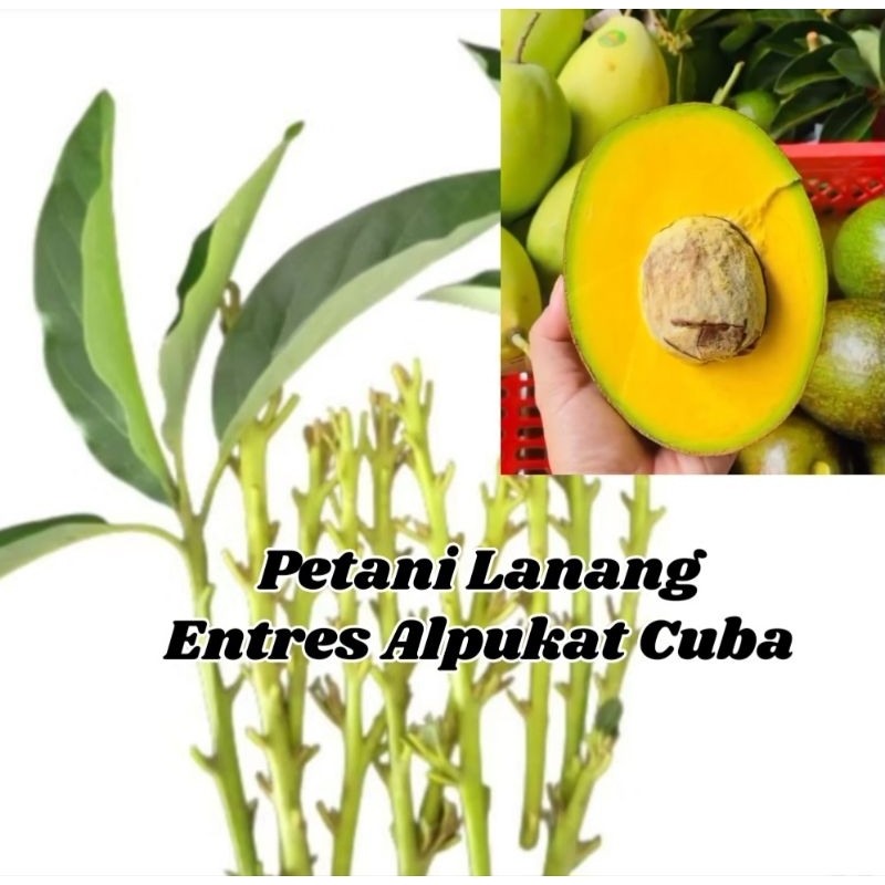 Paket 15 Entres Alpukat Cuba Asli 100%
