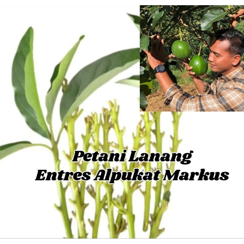 Paket 15 Entres Alpukat Markus Asli 100%