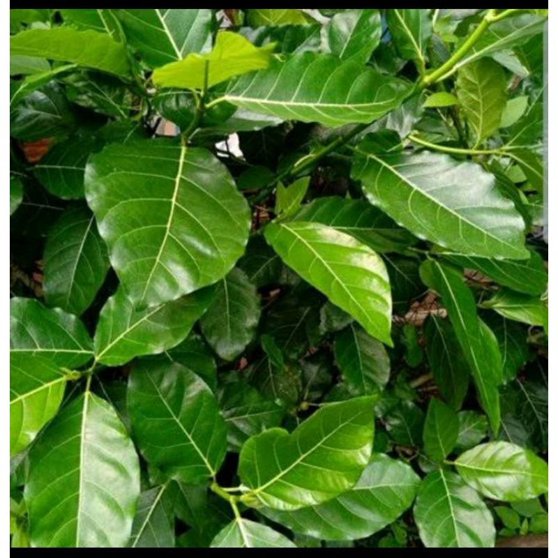 

daun awar awar segar 500gram