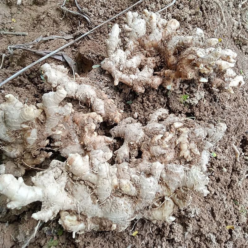 

Jahe emprit segar 1kg