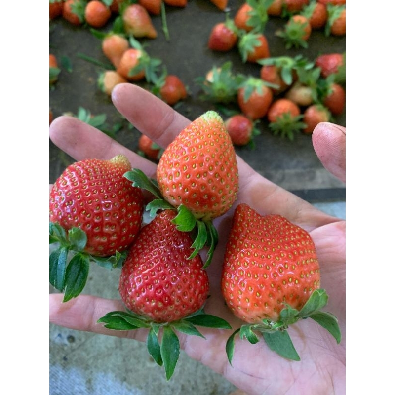 Buah Strawberry Segar 500gram