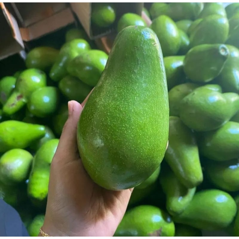 

alpukat mentega muria isi 2-4 per kg,alpukat organik,fresh fruit,bergizi,untuk kesehatan dan program diet sehat.