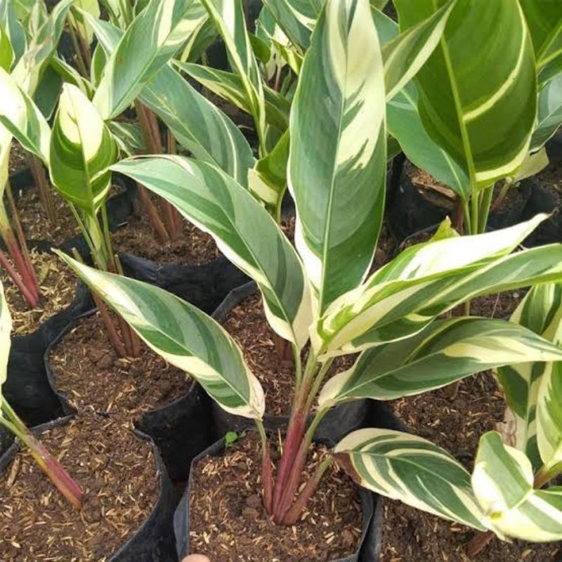 Tanaman Hias Pisang Heliconia Varigata / Tanaman Calathea Heliconia Varigata / Tanaman Pisang Variga