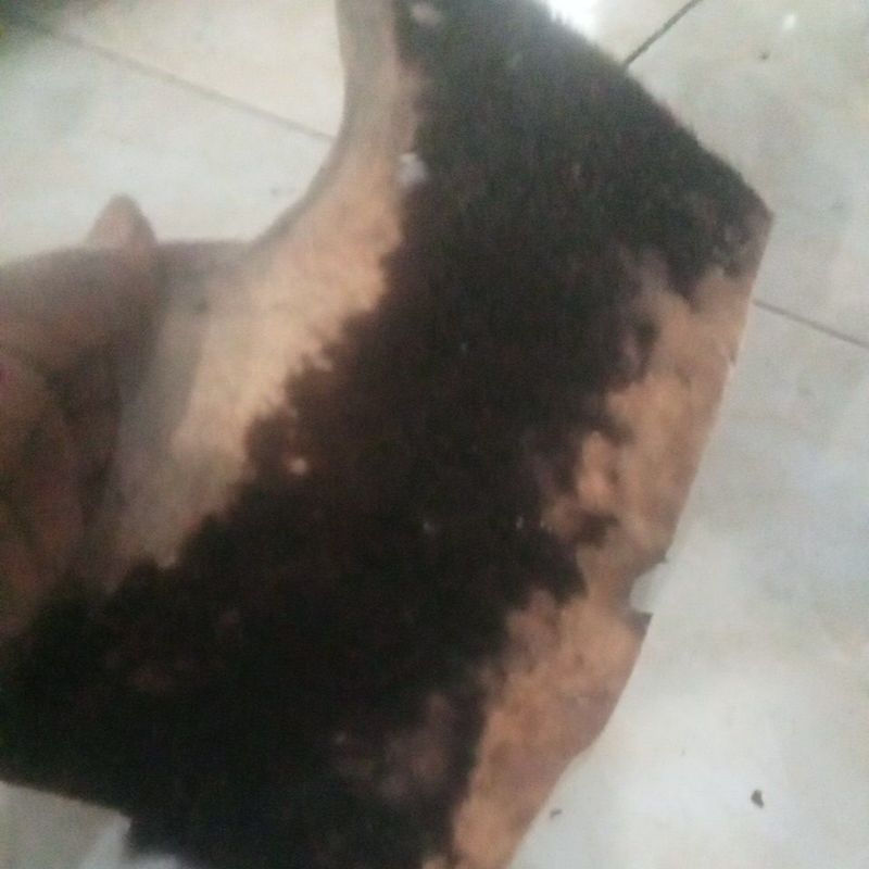 kulit kijang jantan buat rajah..