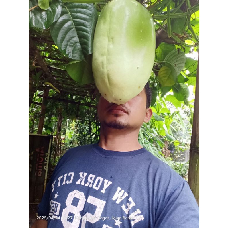 Bibit markisa jumbo - pohon markisa jumbo - erbis