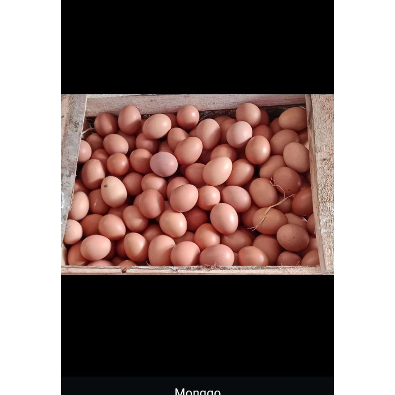 

Telor ayam horn/telor ayam grand A /telor coklat/telor ayam fresh