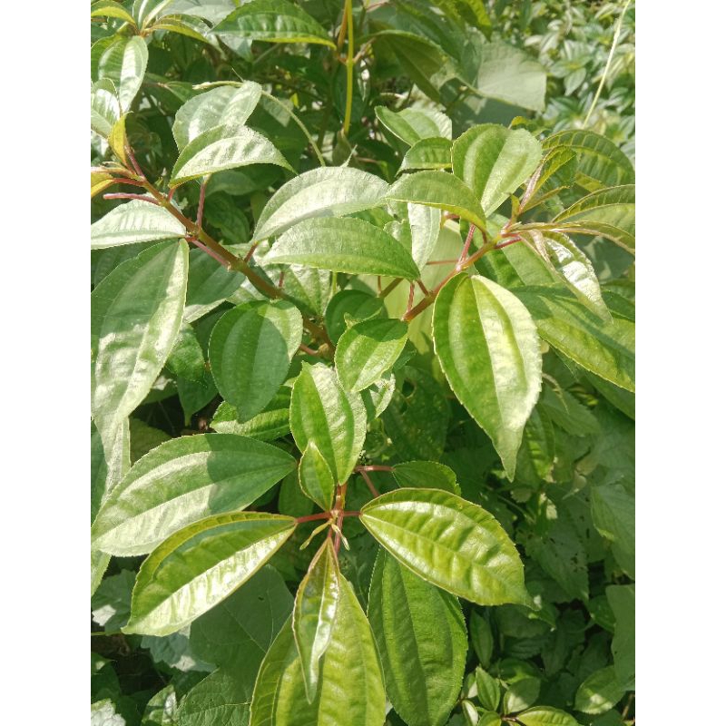 

Daun pucuk pohpohan gunung 250 gram