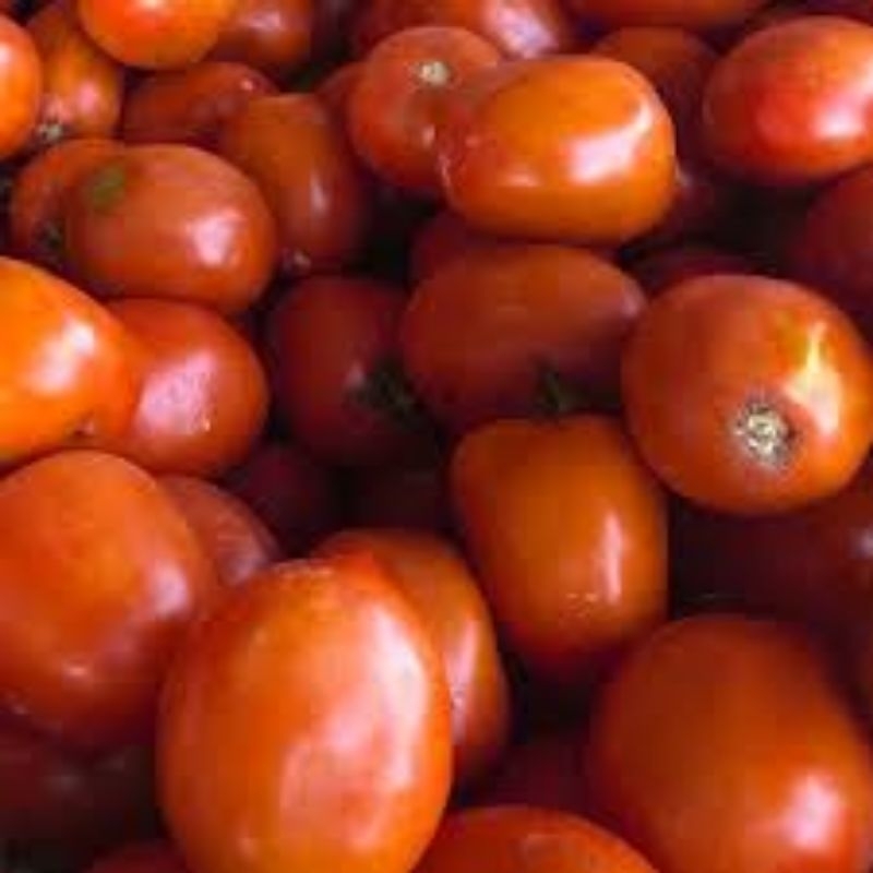 

TOMAT MERAH BESAR SEGAR