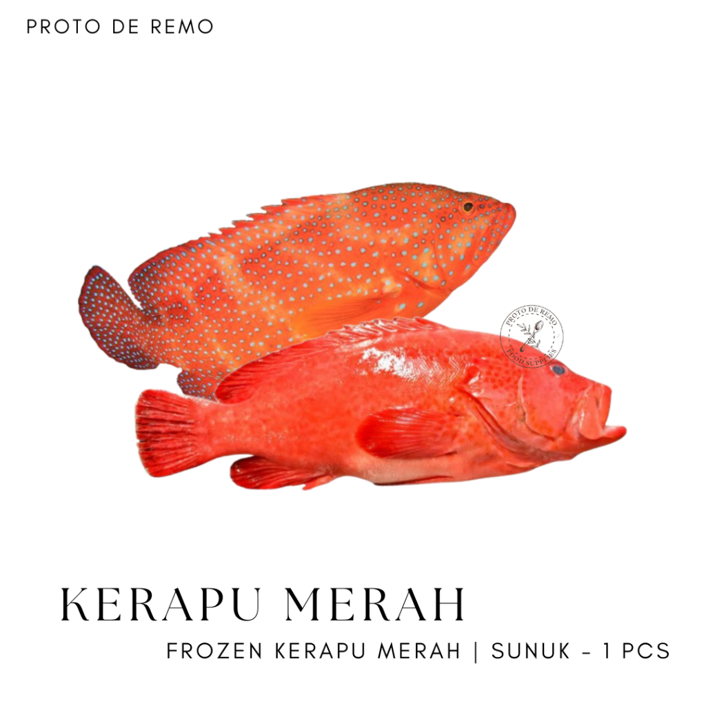 

Ikan Kerapu Merah | Kerapu Sunuk Frozen Sulawesi - 1PCS