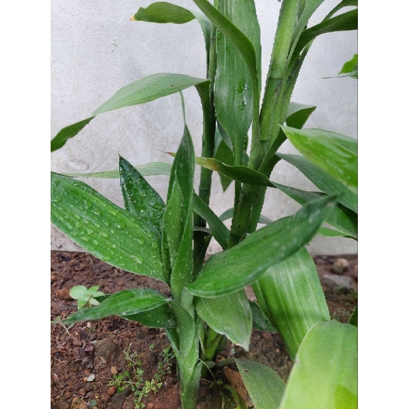 Tanaman Sri Rejeki 10 pohon