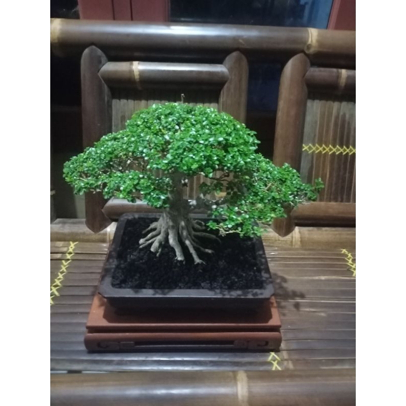 Bonsai Sancang Prospek siap Kontes