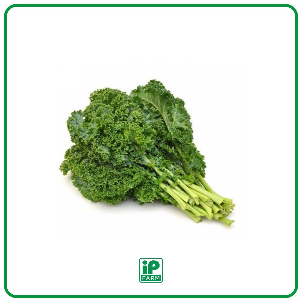

Curly Kale / Kale Curly / Kale Sayur Segar