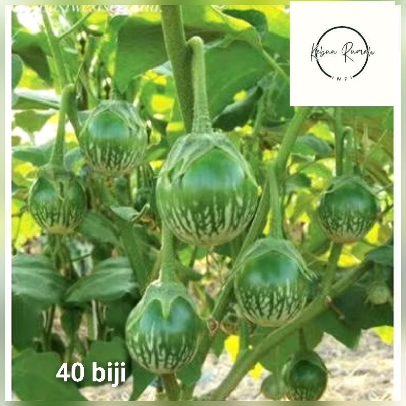 

Benih Terong Lalap Hijau