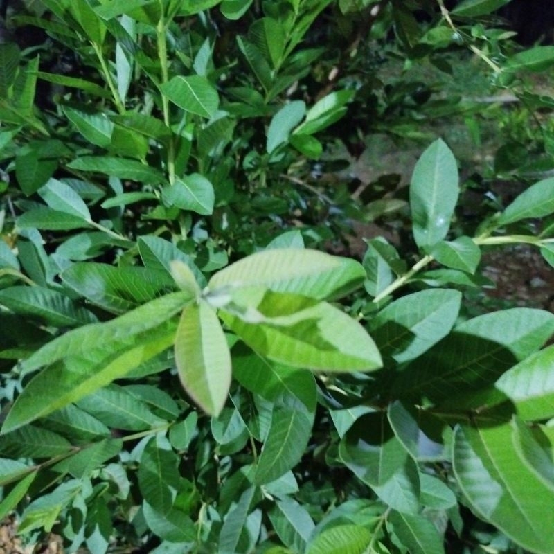 

Serbuk Daun Jambu Biji