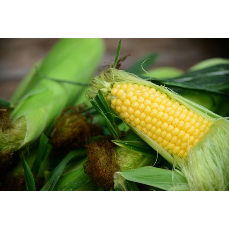 

Jagung Manis Jenis Paragon