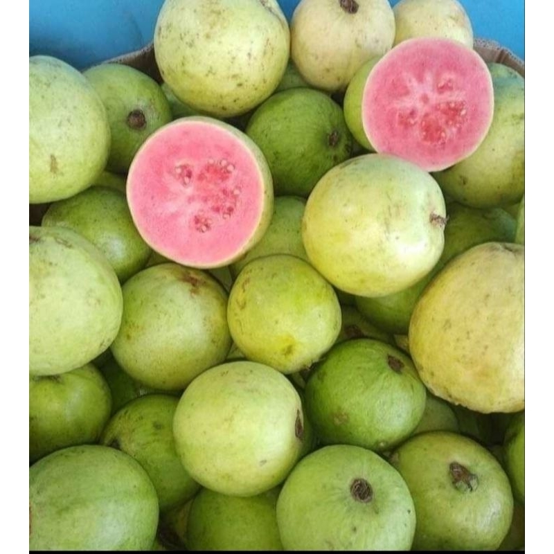 

jambu biji merah