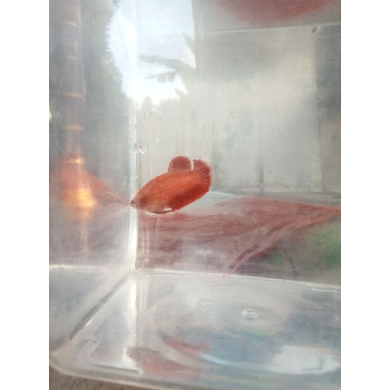 Female ikan cupang rgg bahanan