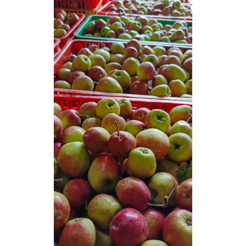 apel ana mini 1kg isi 16-20