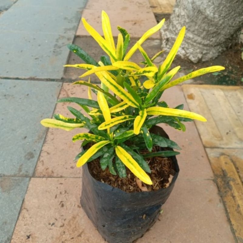 Promo COD tanaman hias puring teri kuning - puring teri - tanaman puring - bibit pohon puring - poho