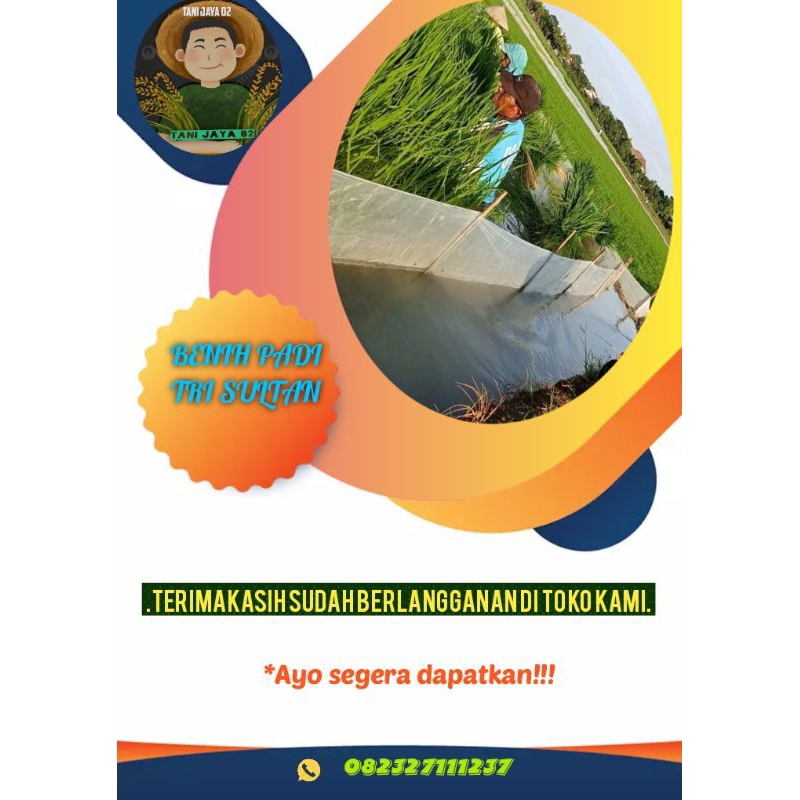 benih padi tri sultan 05