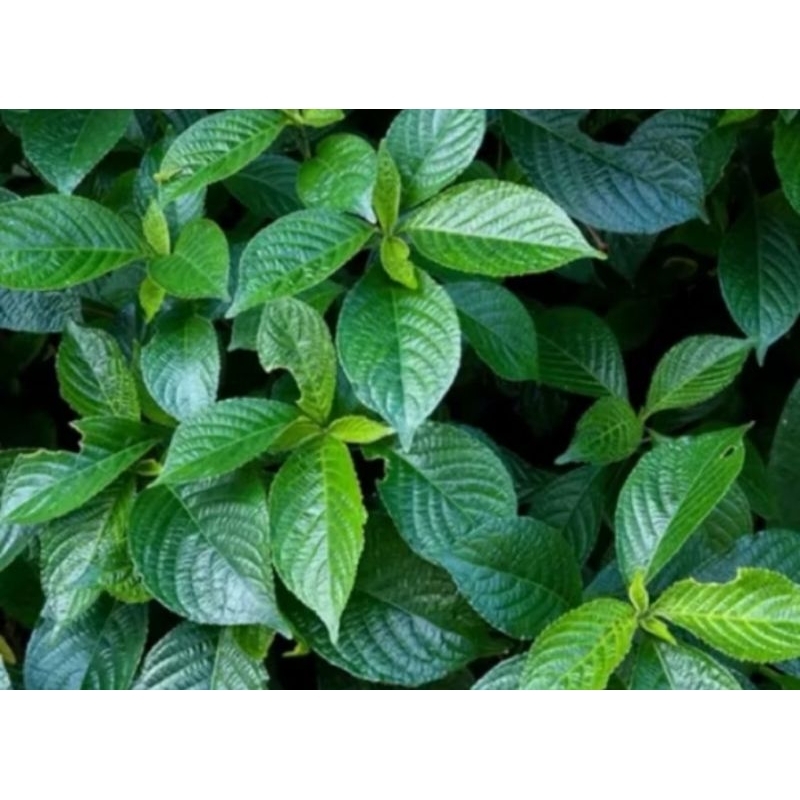 

daun keji beling segar 100 gram