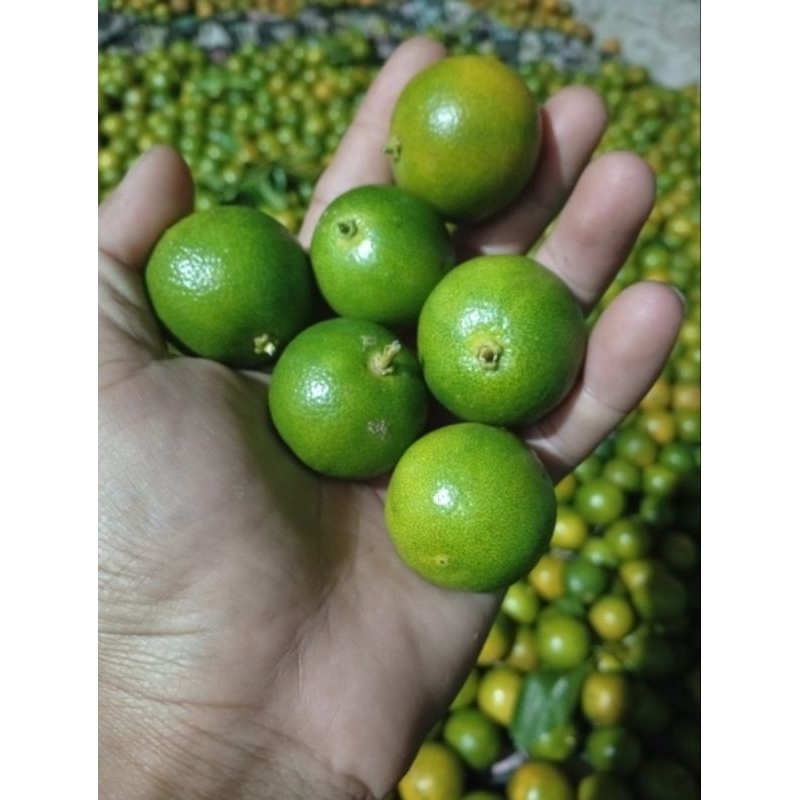 

jeruk sonkit fresh petik langsung dikebun 500gr