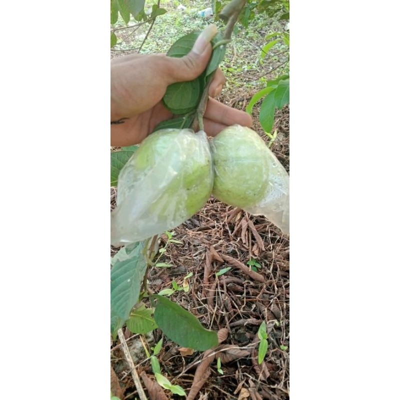 

1KG JAMBU KRISTAL KUALITAS TERBAIK LANGSUNG PETIK DARI KEBUN FRESH