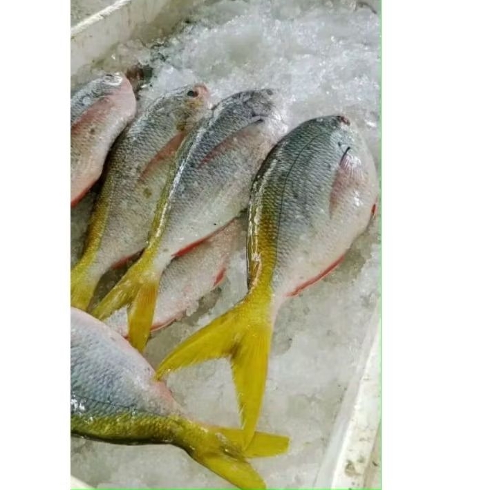 

Ikan ekor kuning segar Ikan hasil laut segar berkualitas 1kg