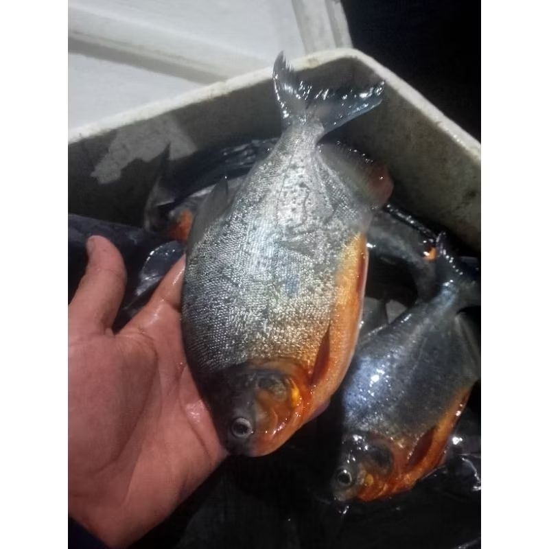 

Ikan bawal tawar segar 1kg bergransi