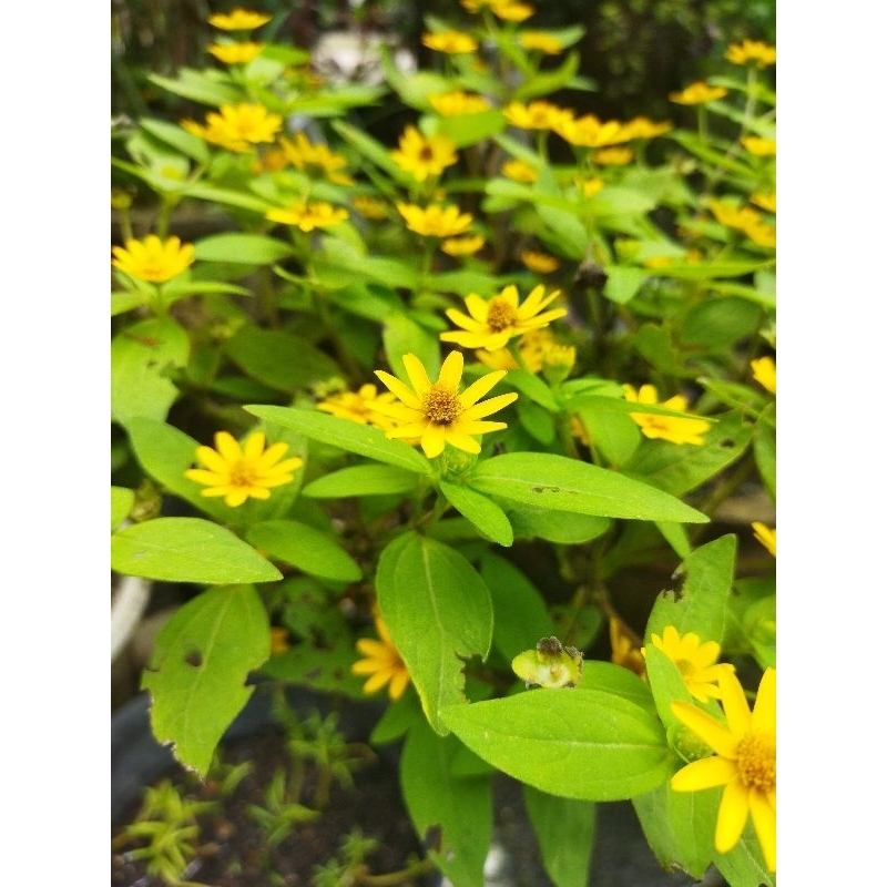 bunga matahari mini hidup