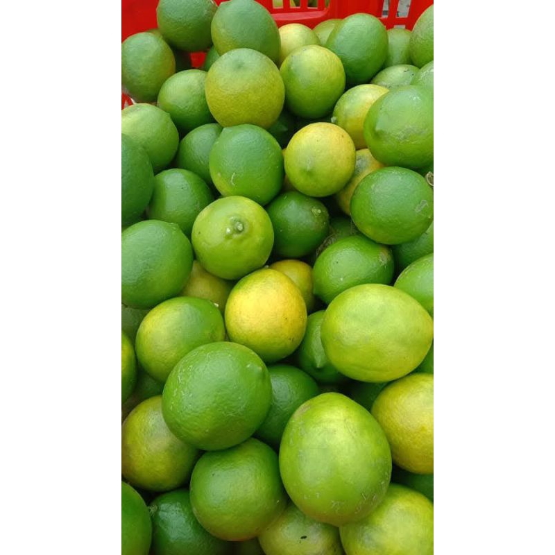 

lemon california hijau