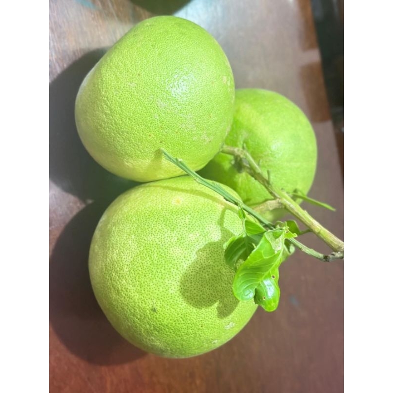 

jeruk bali ukuran 2 kg