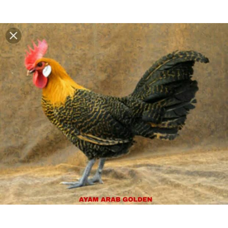 

TELUR TETAS AYAM ARAB GOLDEN RED PETELUR HANDAL UNTUK DI TETASKAN